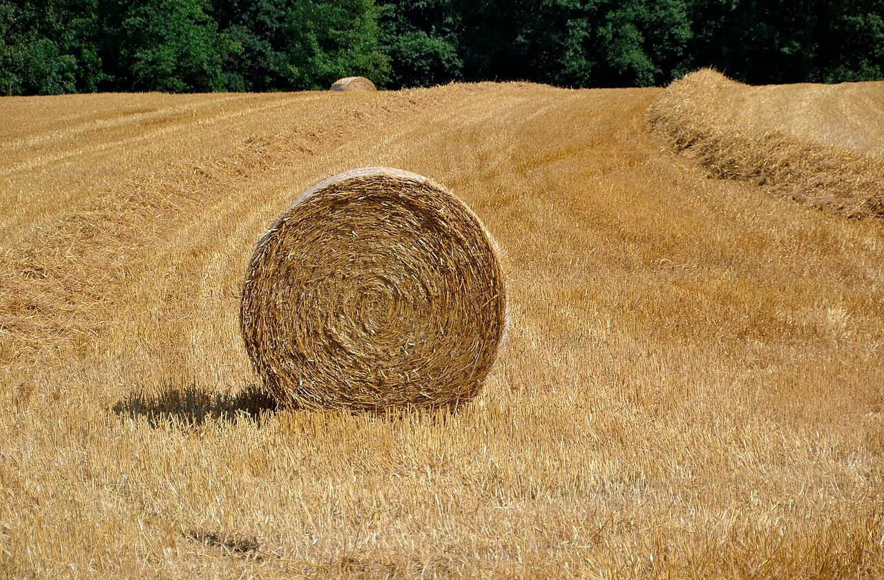 Round straw bales in a harvested field